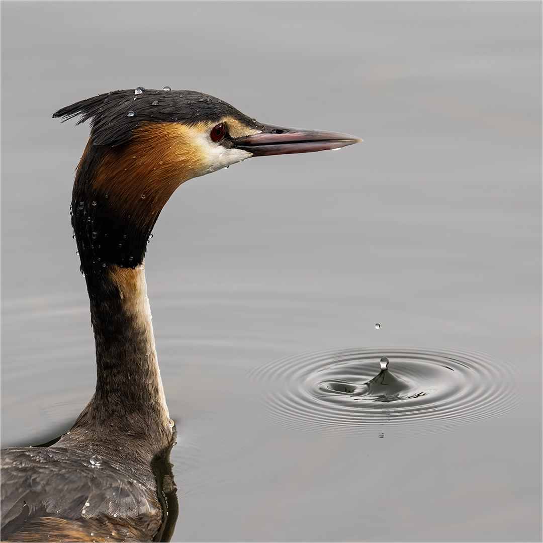 Commended: Great Crested Grebe (Michael Bull)