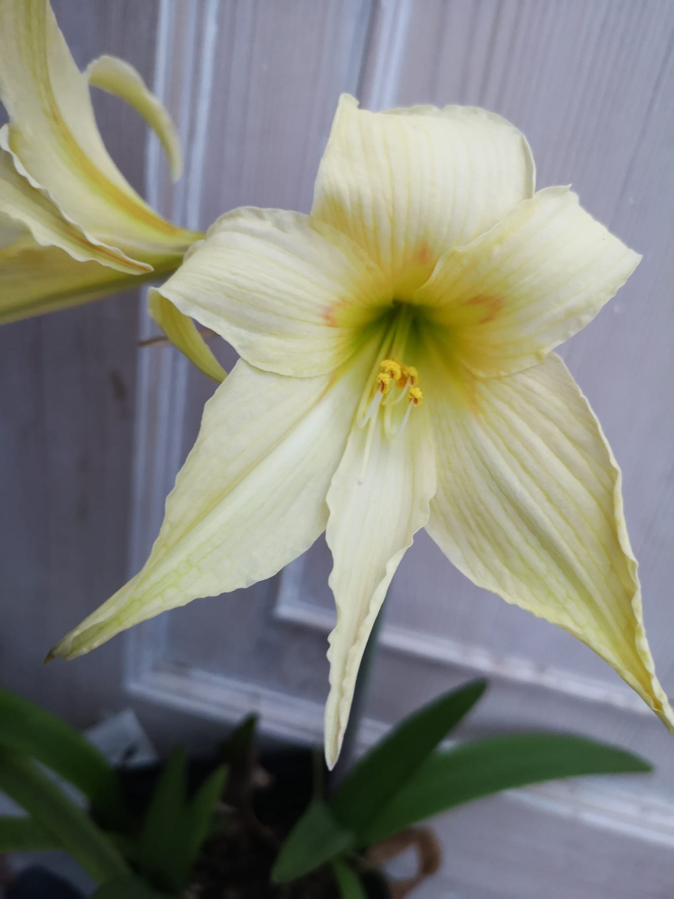 3. Hippeastrum Evansiae