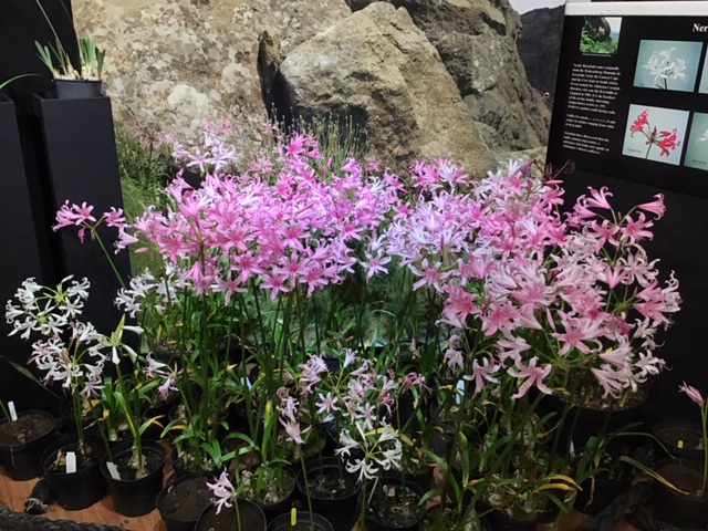 ...... and Hardy Nerines forming part of the display inside the gallery.