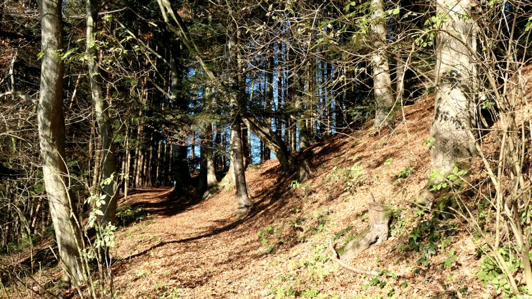 Hinauf zur Wiese im Galgenholz