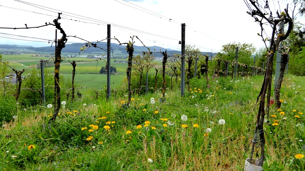 Austreibende Weinreben auf der Burgstall
