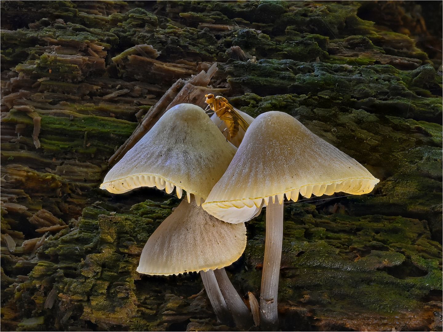 2nd Place: Fly and Fungi (Michael Bull)