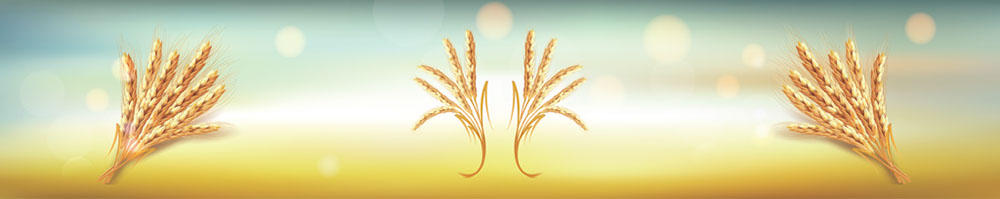 Kruh in klasje_B_007