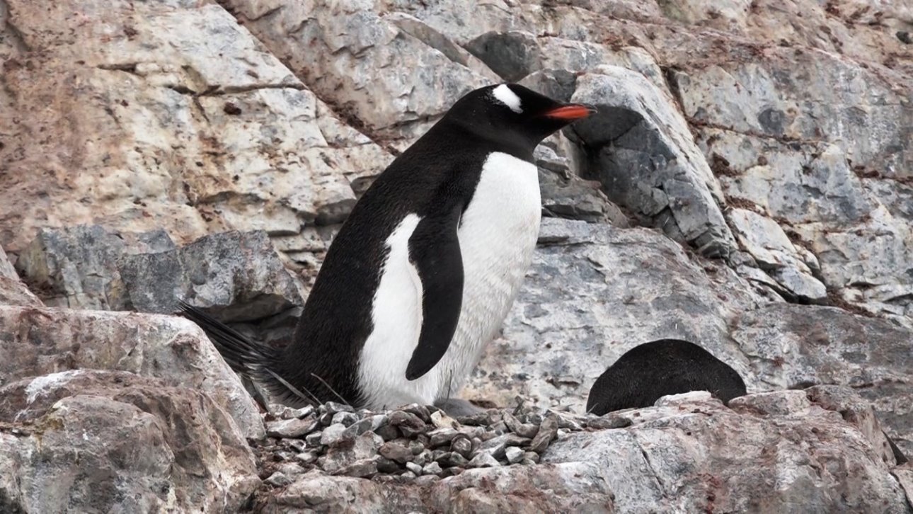 Ich bewache unser Nest - keiner klaut mir ein Steinchen !