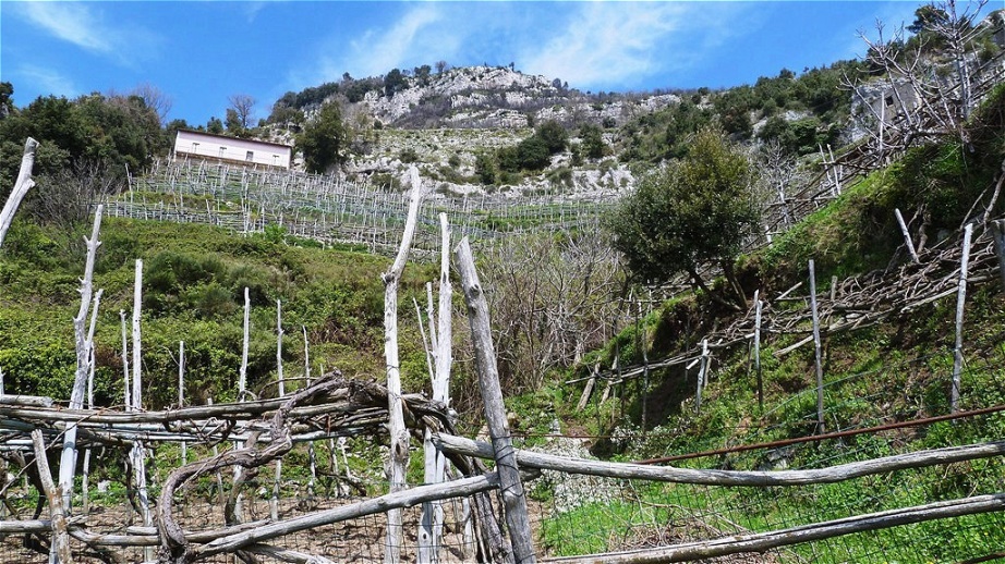Weinbau am steilen Hang