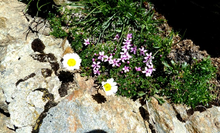 Die Pflanzen nutzen kleinste Nischen