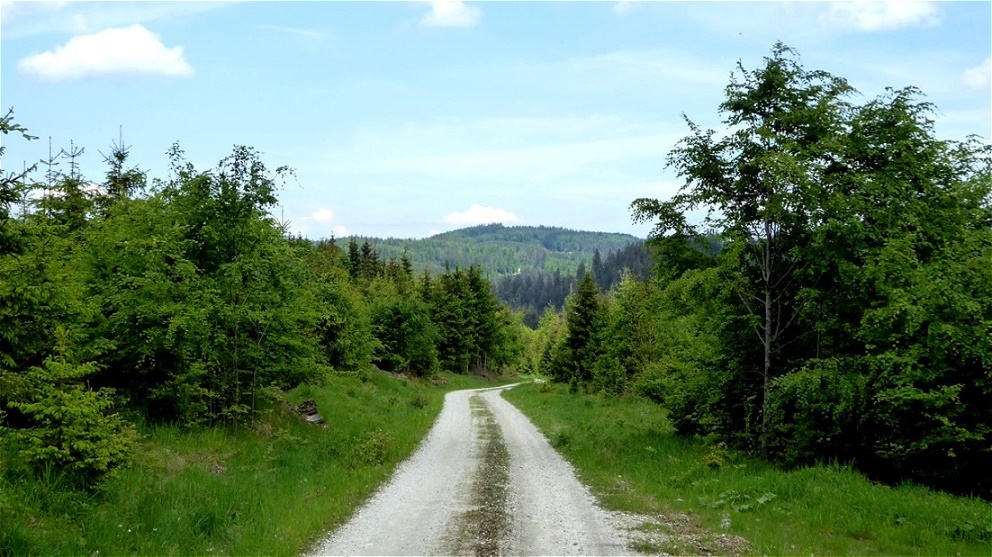 Zurück auf dem Forstweg