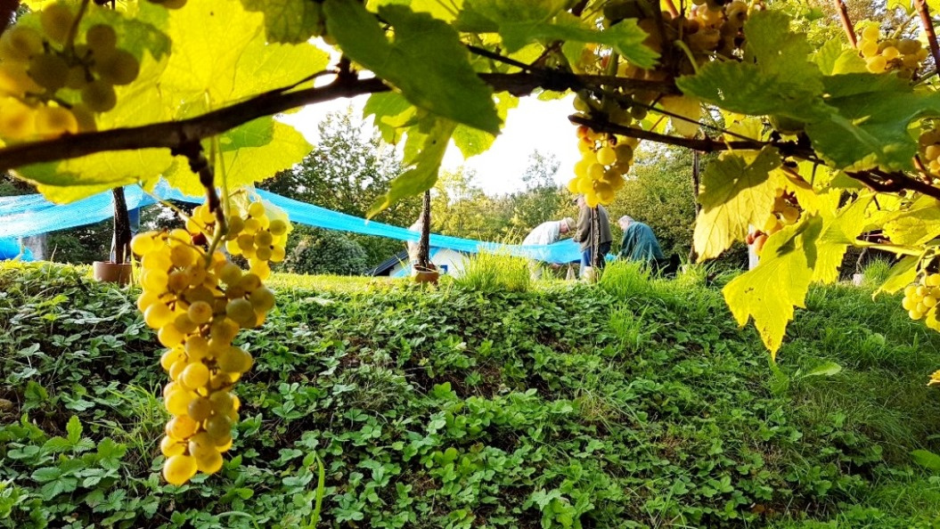 Morgen beginnt die Weinlese