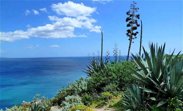 Mediterrane Vegetation