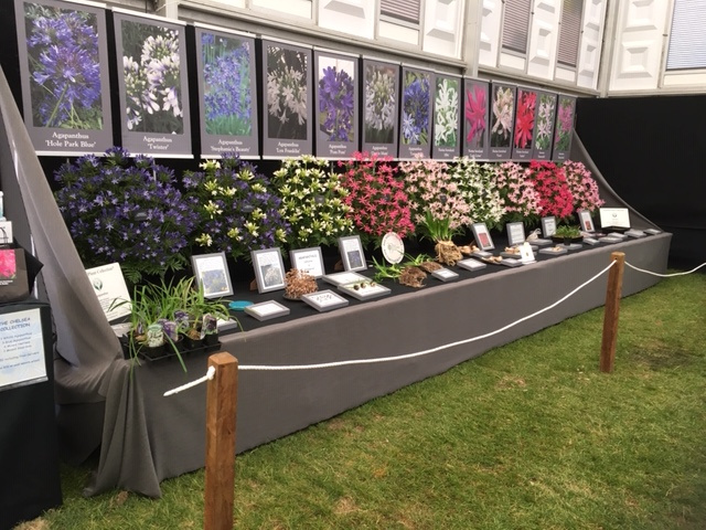 Display of Agapanthus, Nerines and Amarines.