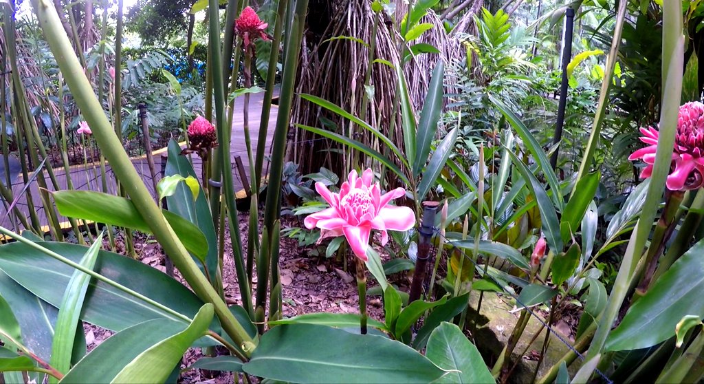 Hier wachsen 60.000 Pflanzen in natürlicher Umgebung