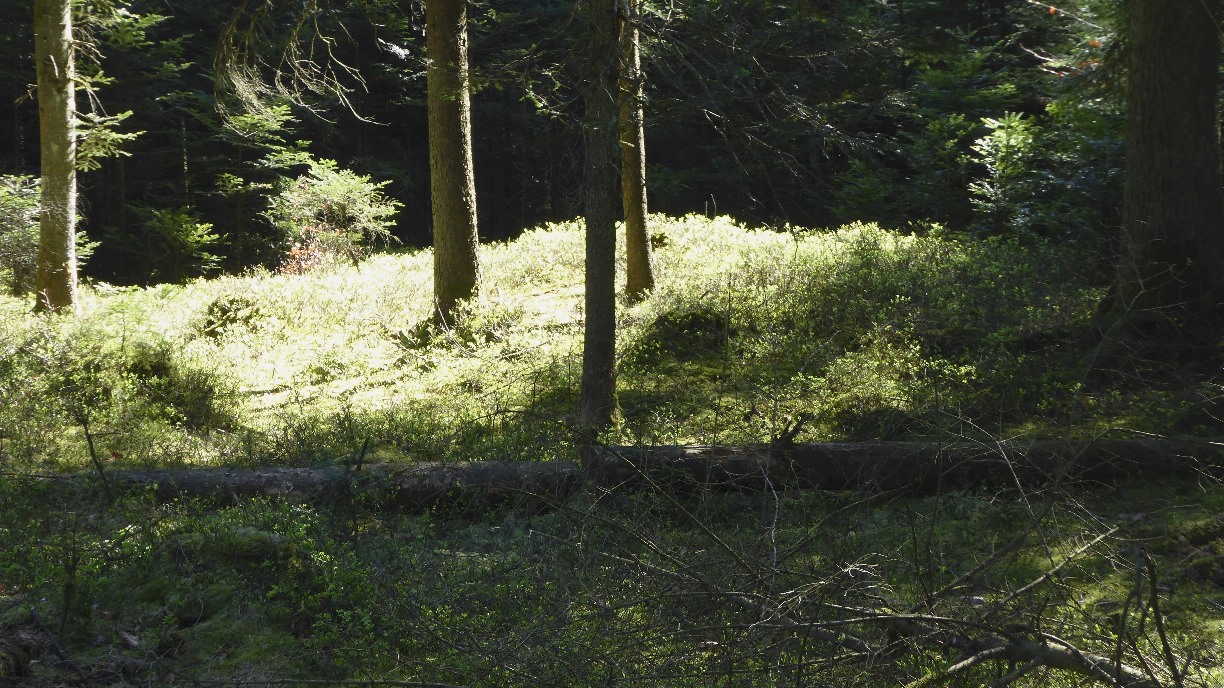 Eichwald bei Steinrödt - Hügelgrab 1