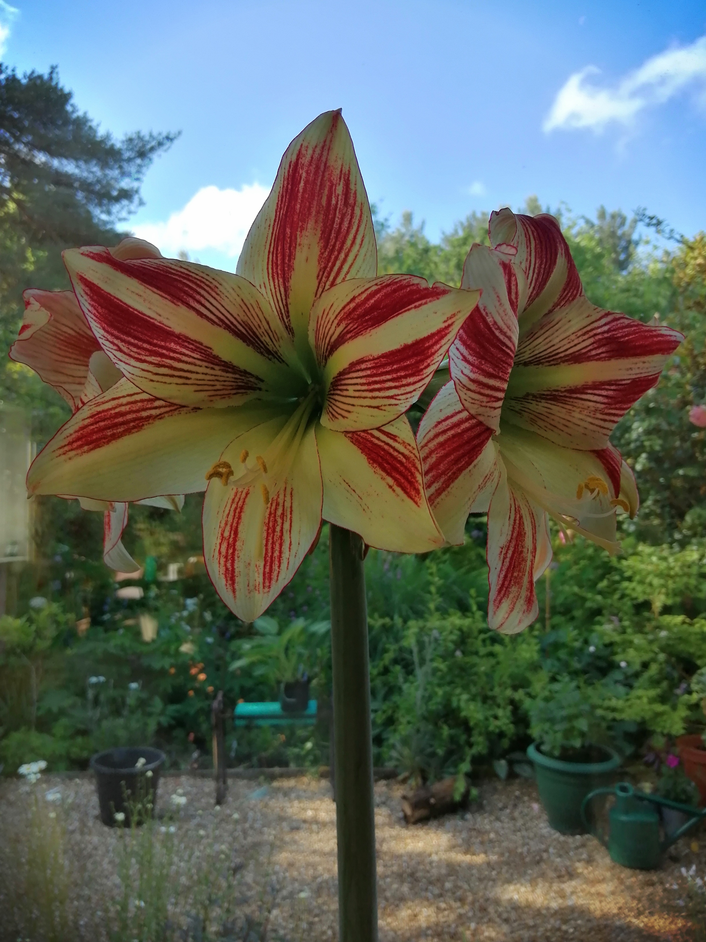 19. Hippeastrum Ambience	