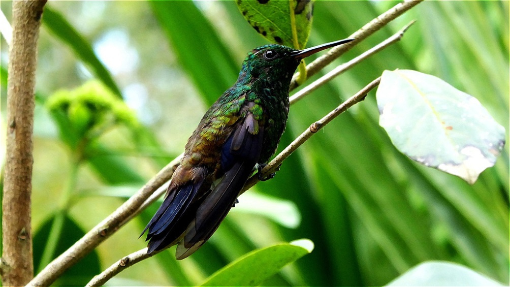 Kolibri - Großaufnahme