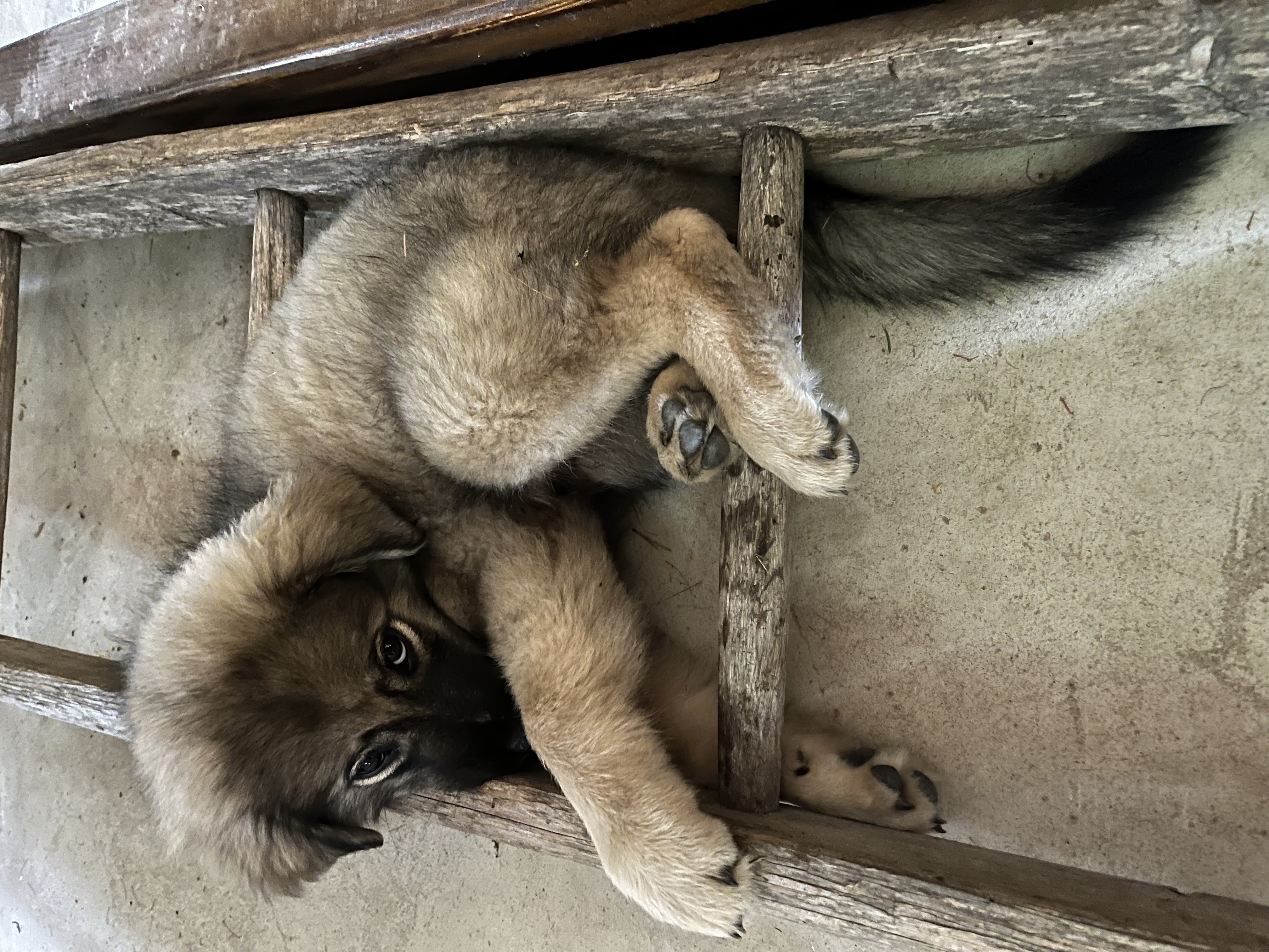 Kjer je prosto, tam je Lu