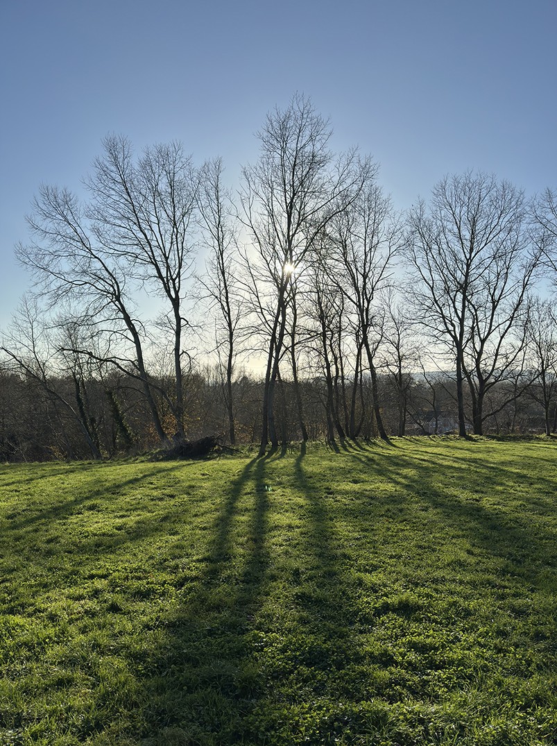 2nd Place: Trees (Bryan Organ)