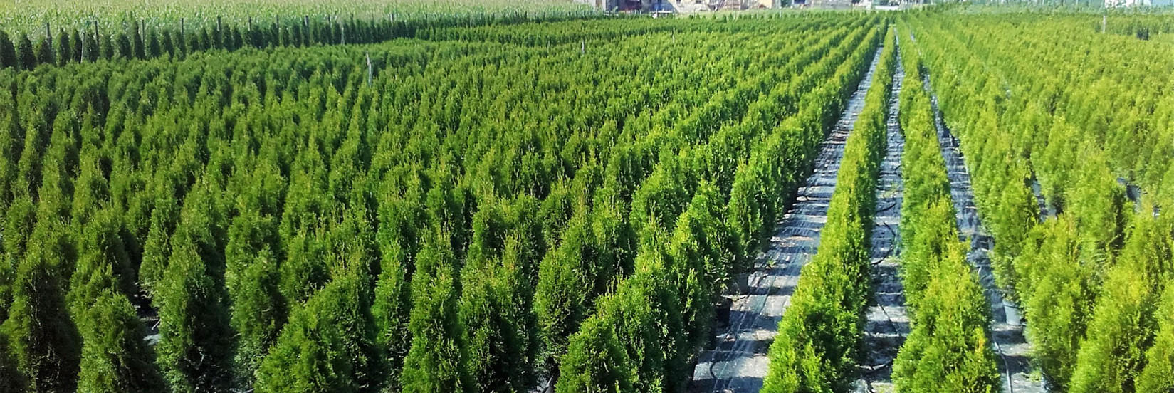 <p style="
    padding: 0px;
    margin: 0px 0px 10px;
    font-family: 'Lora', serif;
    font-size: 44px;
    color: #ffffff;
    font-weight: 700;
    line-height: 1.3;
    text-shadow: 0px 0px 10px #212121;
">Prodaja cipres in drugih rastlin za živo mejo</p><p class="slider_p">V NAŠI DREVESNICI SMO ENI REDKIH ALI PA KAR EDINI V SLOVENIJI, KI SAMI RAZMNOŽUJEMO IN SKORAJ VSE CIPRESE SMARAGD VZGAJAMO V LONCIH.</p>