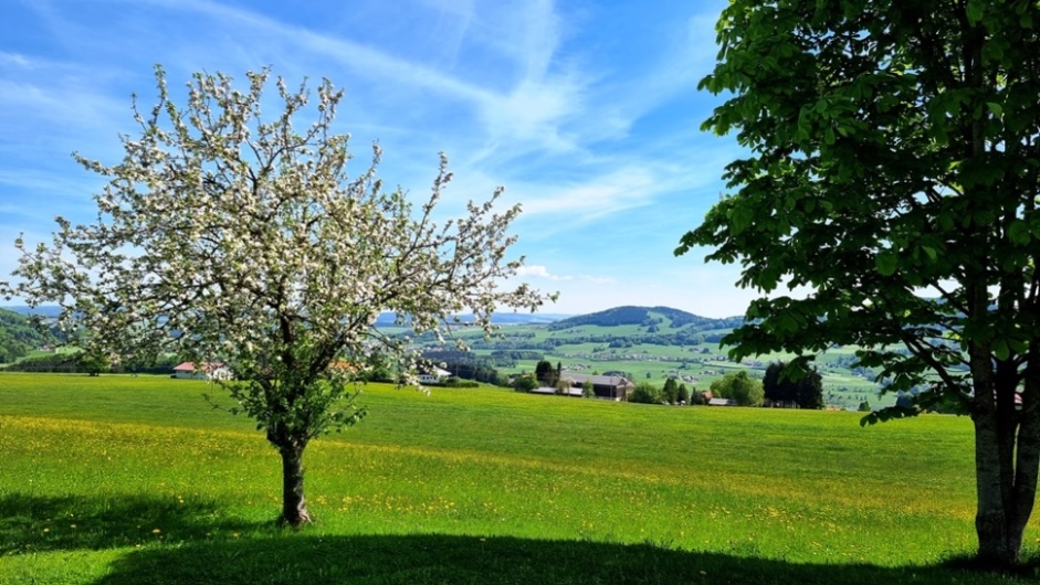 Baumblüte in Sommerholz