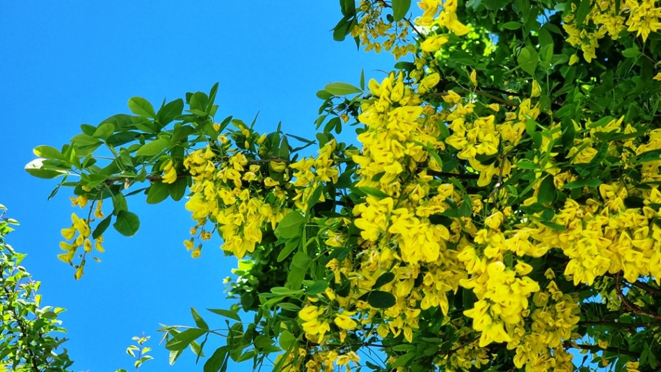 Herrlicher Blütenstrauch