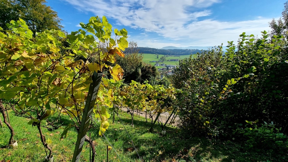 Tiefblick auf Friedburg.