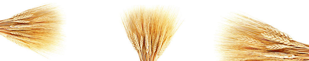 Kruh in klasje_ A 015