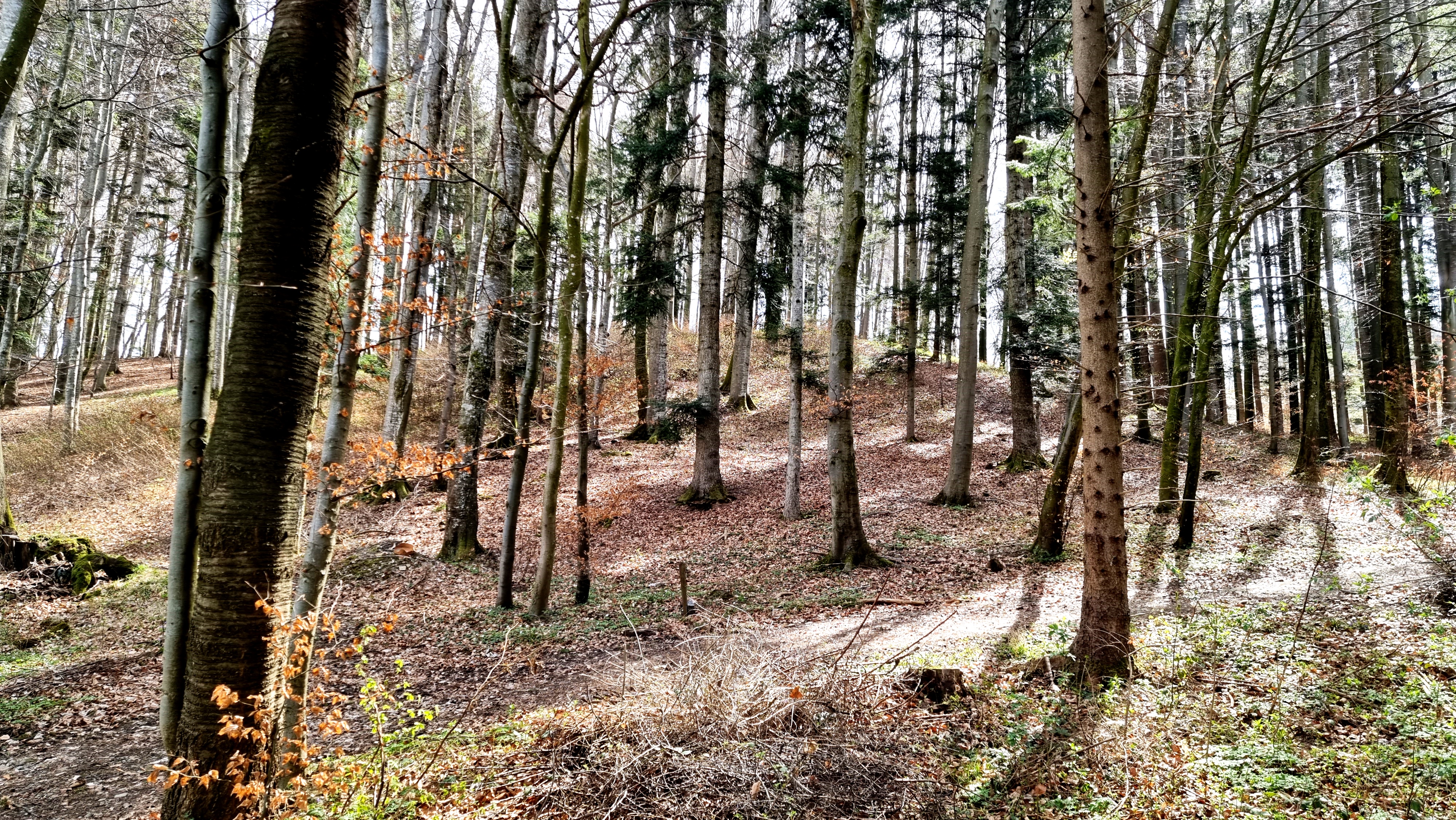 Keltentumuli im Seeholz, Lochen am See