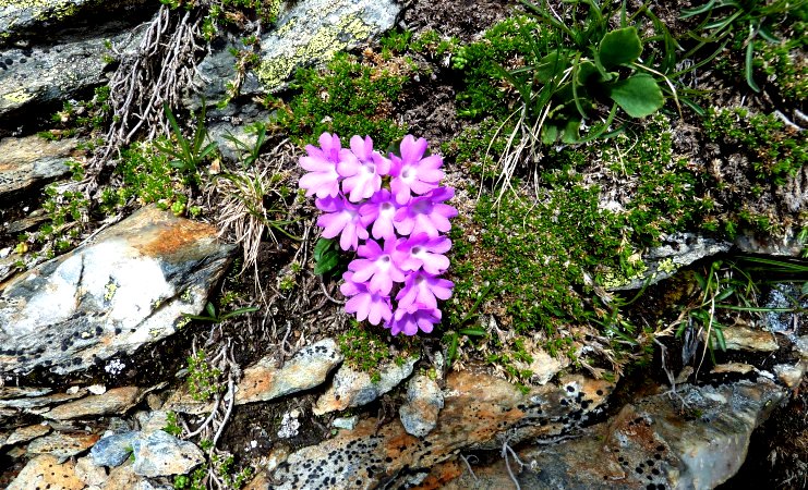 Ganzblättrige Primel