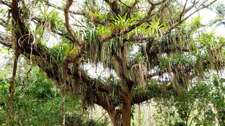 Der "Samaan" Baum ist Wirt für viele verschiedene Pflanzen!