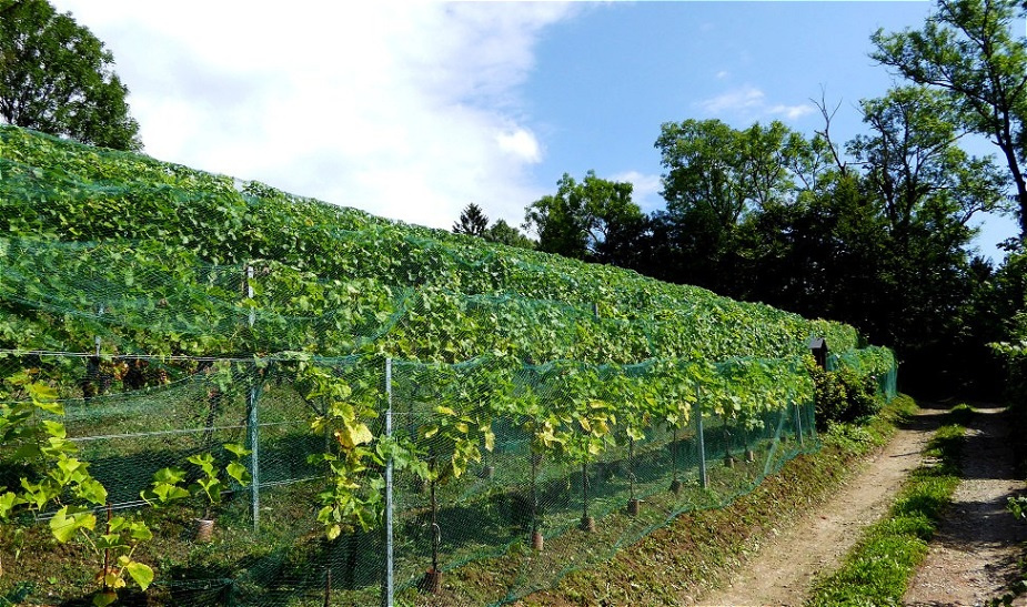 Nun ist der Weinberg  geschützt !  