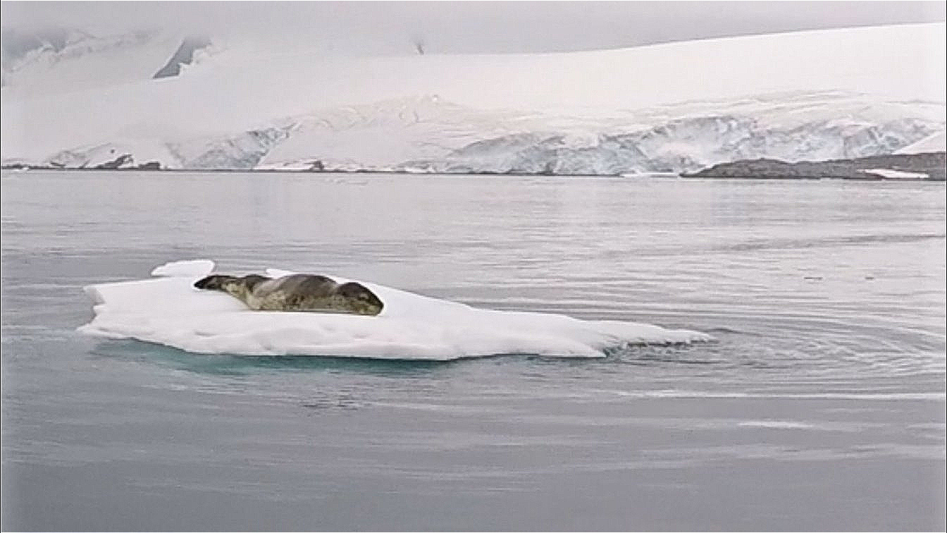 Seltene Begegnung - räuberischer Seeleopard ruht sich auf einer Eisscholle aus