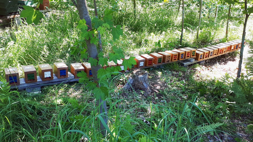 Hier züchten wir unsere reinrassigen Jungköniginnen, in  jedem Kästchen befindet sich eine Königin mit 1000 Bienen