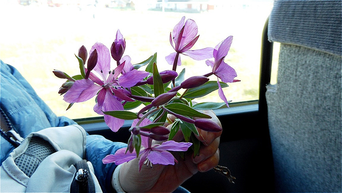 Das "Arktische Weideröschen" ist Nationalblume Grönlands !