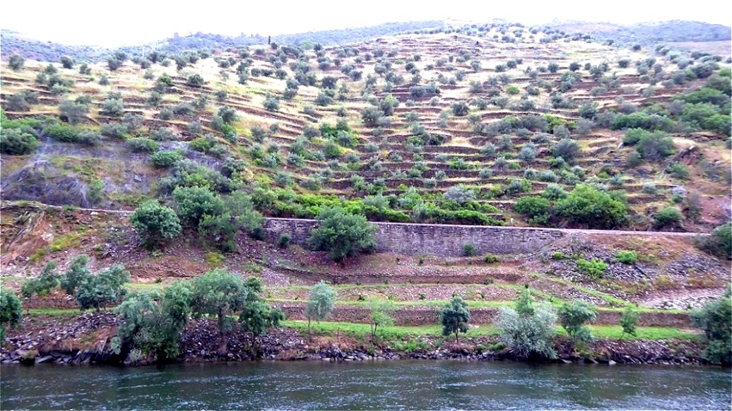 Terrassen mit Olivenbäumen