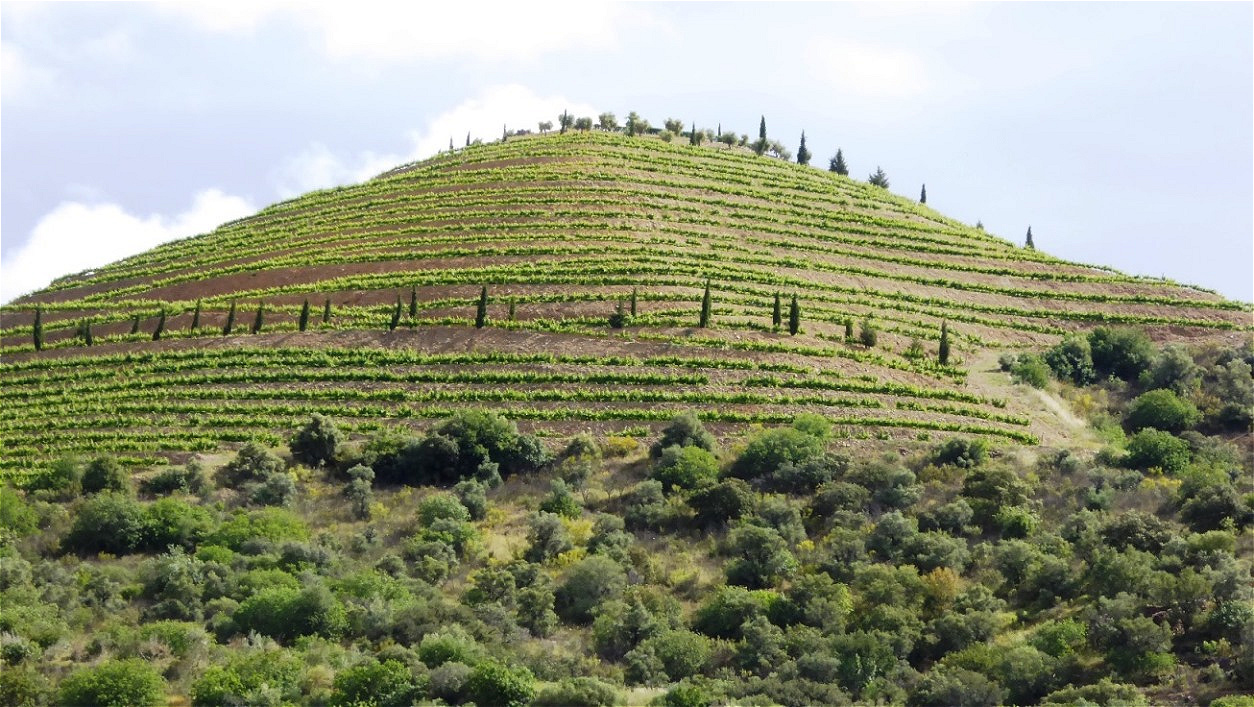 Gewaltiger Weinberg !