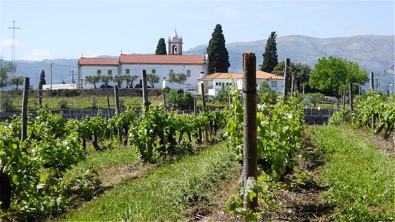 Kirche am Rande des Weingartens