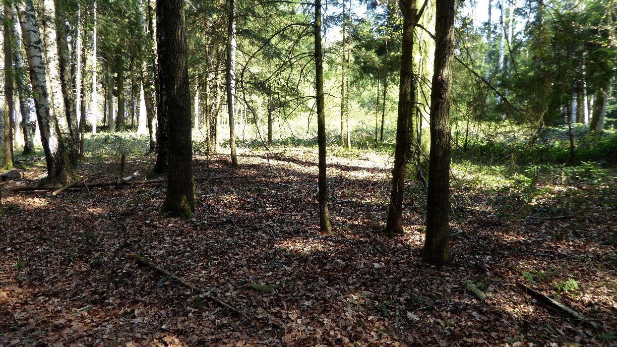 Flach gewelltes Terrain