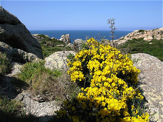 Ginsterblüte am Capo Testa