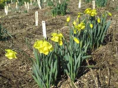 Ron Scamp grows over 2,500 named varieties of daffodils.