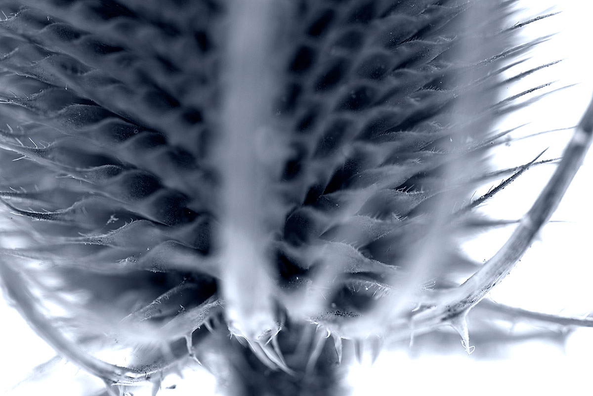 black and white photograph of a spikey teasel by Mark Lloyd Williams