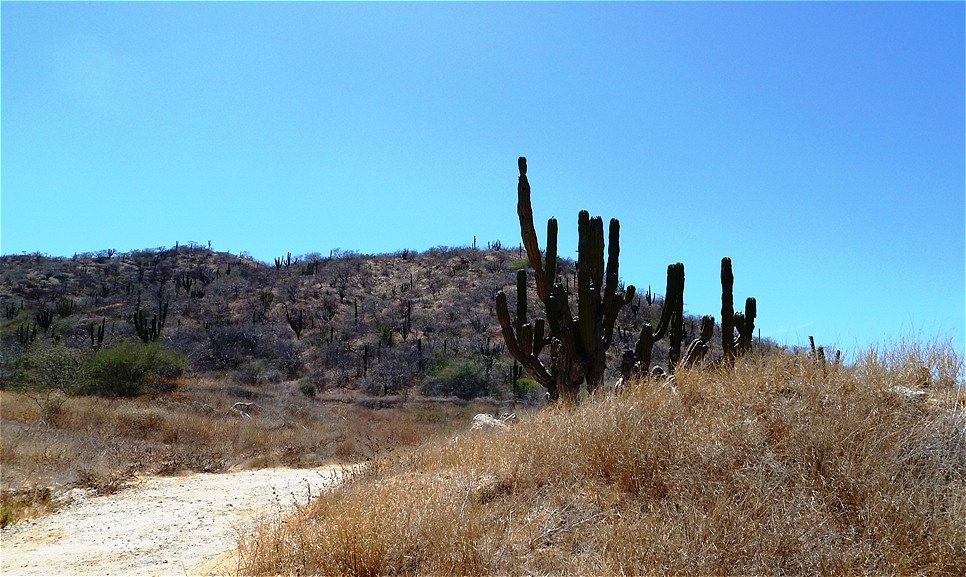 Wann kommt endlich Regen ?
Dann erwacht die Wüste zum Leben.