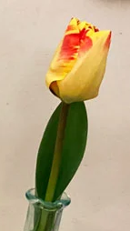 https://0501.nccdn.net/4_2/000/000/057/fca/jenni-tulip.png