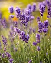 https://0501.nccdn.net/4_2/000/000/057/fca/lavender.jpg