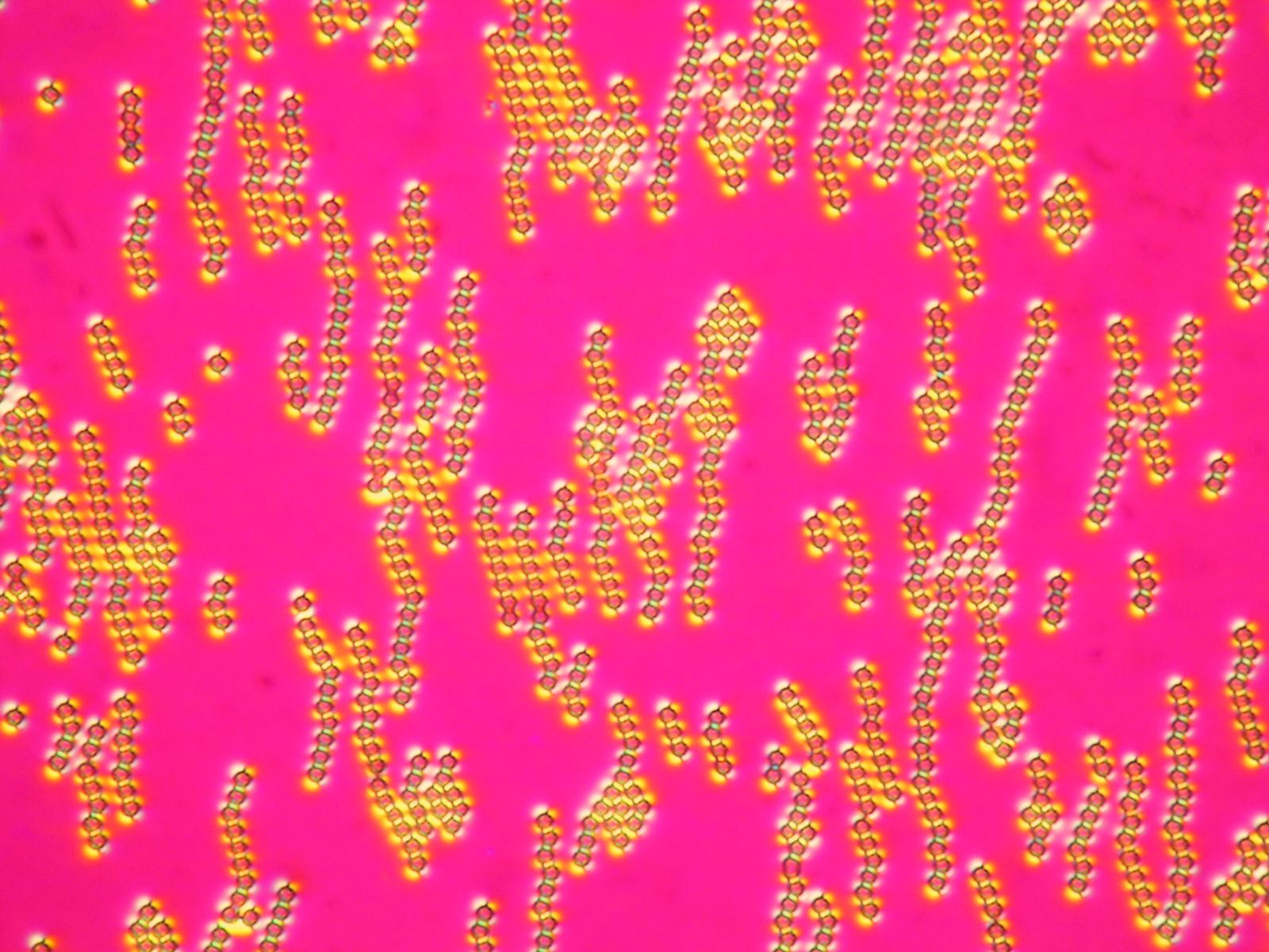 Quadrupolar chains in nematic LC