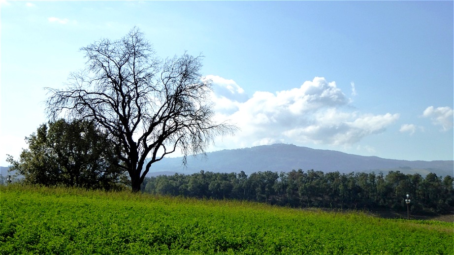 Blick auf Montalcino
der berühmte Weinort (Brunello) liegt auf dem Hügel gegenüber