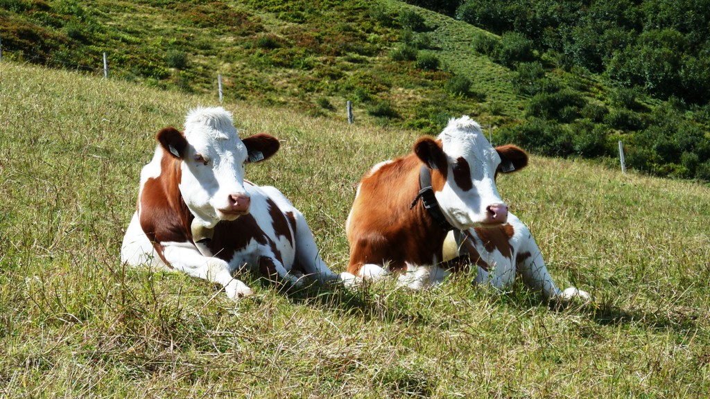 Im Gleichklang - Zwillinge ?