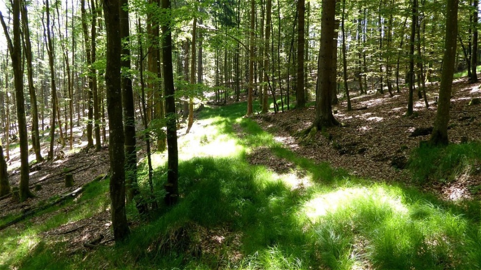 Karrenweg von jungem Gras überwuchert