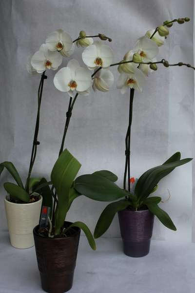 Orchidée 1 tige + cache pot - 30 €