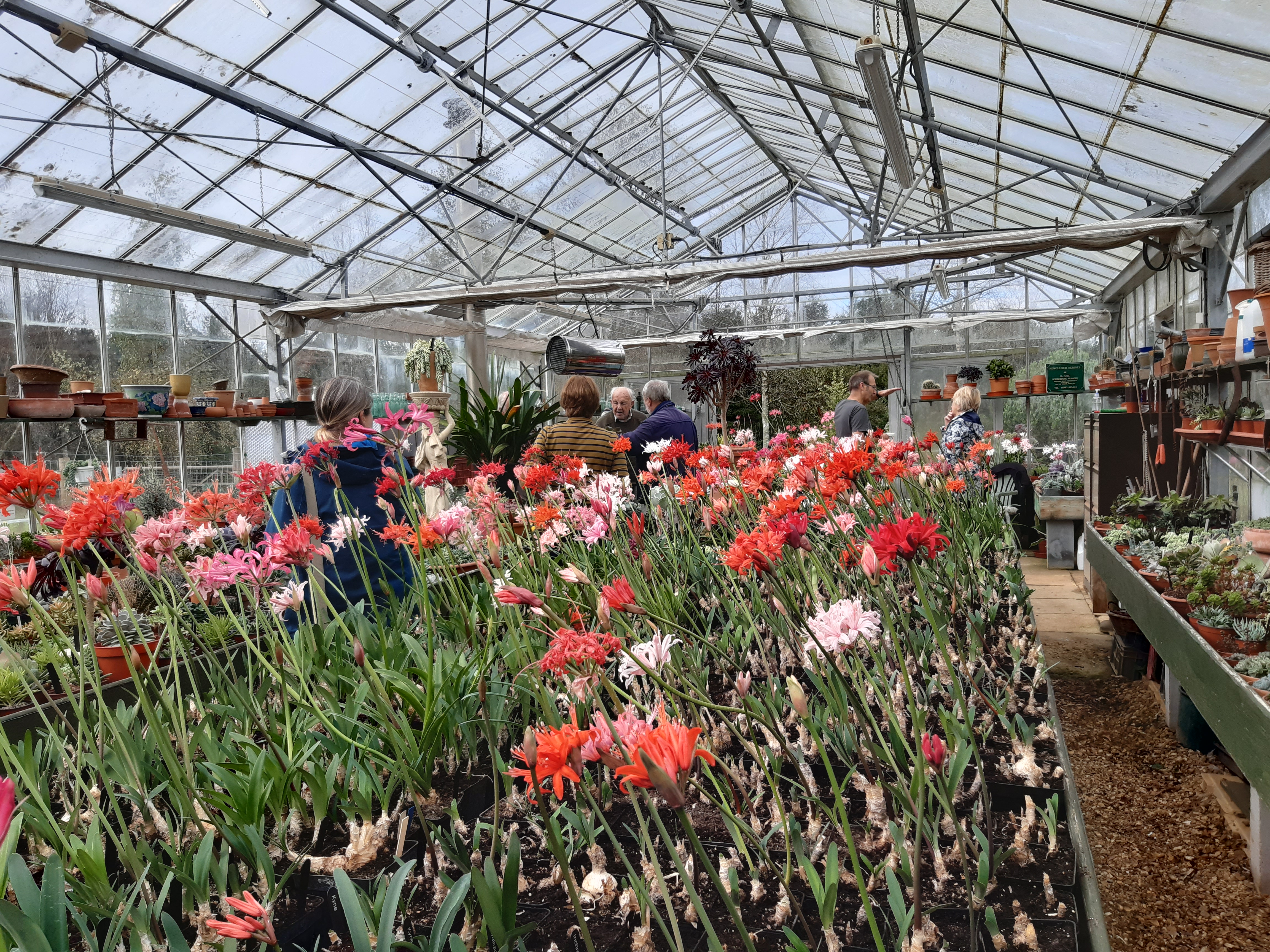 Then into Ken's glasshouse to view his display of Nerine Sarniensis.