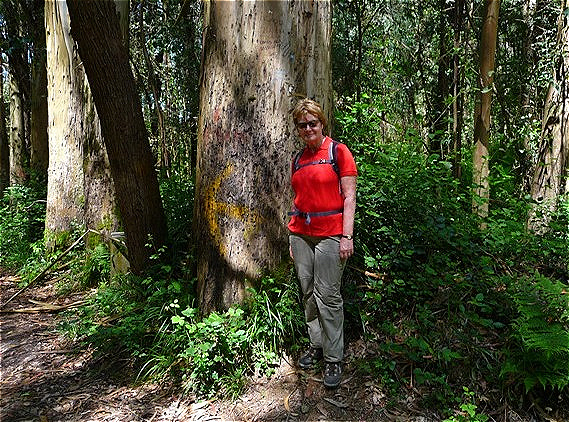 Mächtige Eukalyptusbäume