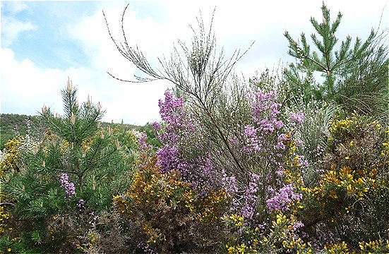 Farbenspiel der Natur !